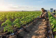 Drip irrigation is transforming farming with smarter water use